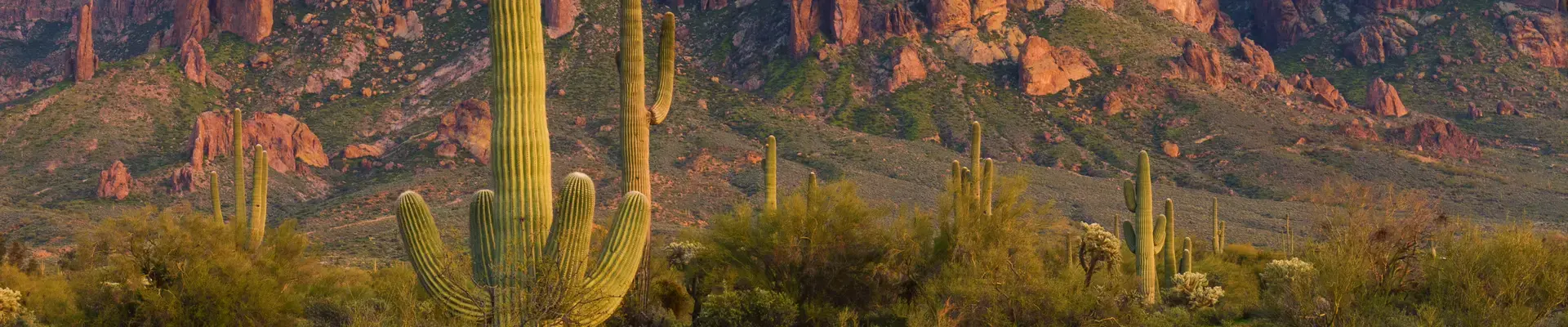 Cactus in the desert